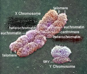 cromosomi