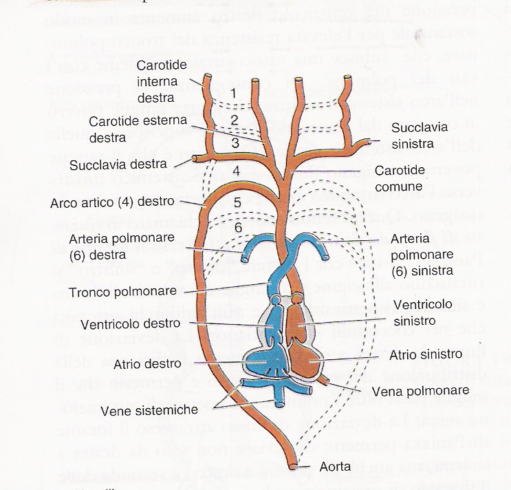 anatomia comparata dei vertebrati liem