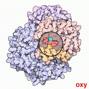 När en syrgasmolekyl (ljusblå) binder till hemgruppen (röd) i hemoglobinet, förändras hela proteinets struktur.