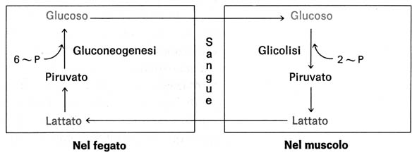 ciclo di Cori