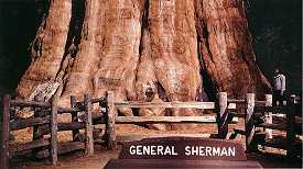 Generale Sherman