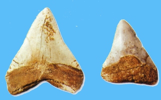 denti fossili di Carcharodon megalodon
