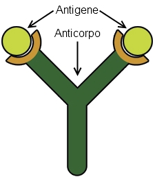 antigene-anticorpo